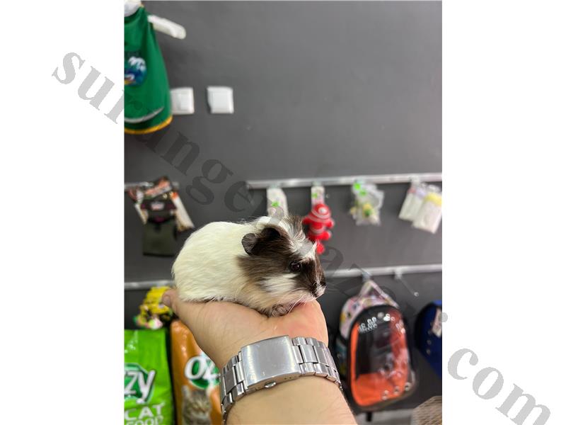 PrehistoricPets güvencesi ile GuineaPig